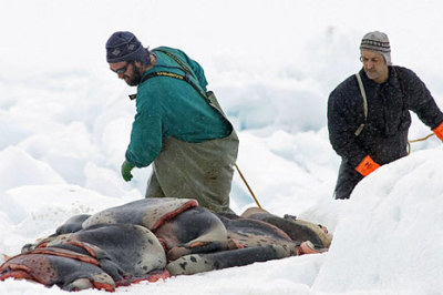 Seal hunters in Canada